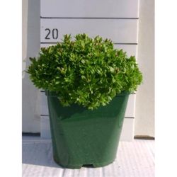 Saxifraga Arendsii Caja 6 uds.