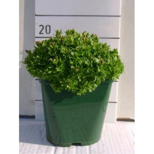 Saxifraga Arendsii Caja 6 uds.