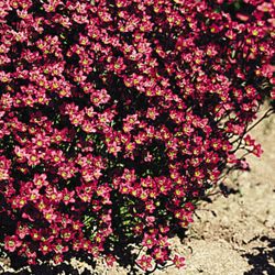 Saxifraga Arendsii Caja 6 uds.