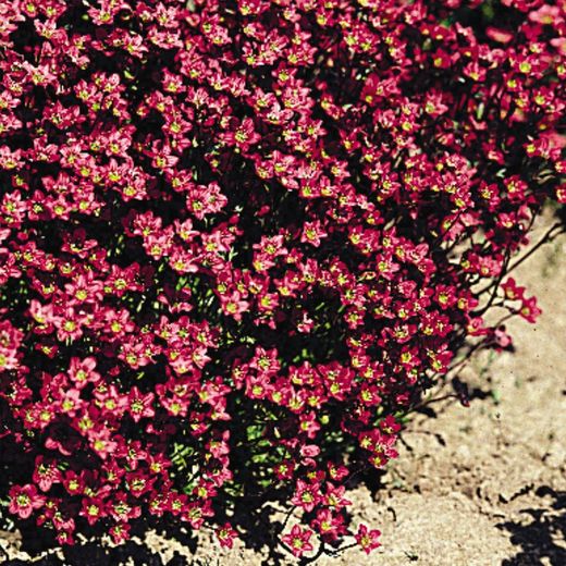 Saxifraga Arendsii Caja 6 uds.