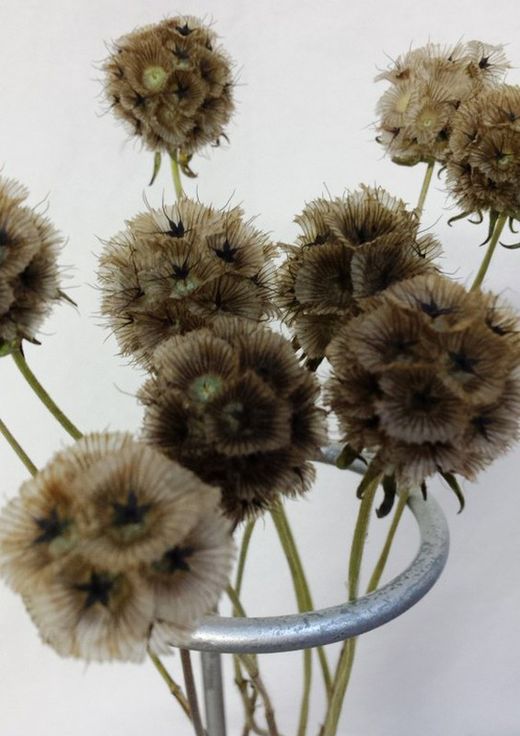 Scabiosa Seca
