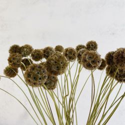 Scabiosa Seca