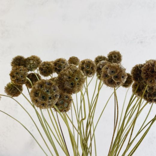 Scabiosa Seca
