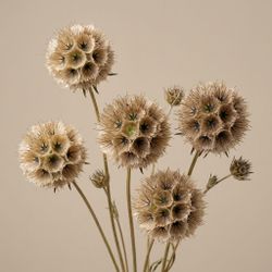 Scabiosa seca