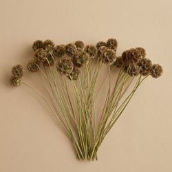 Scabiosa seca