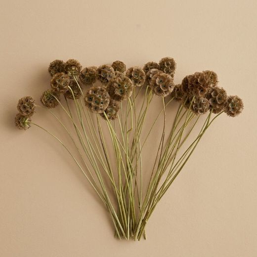 Scabiosa seca