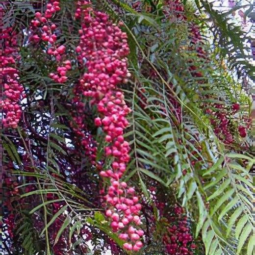 Schinus Molle Falso pimentero