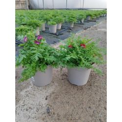 Schizanthus Wisetonensis Caja 8 uds.