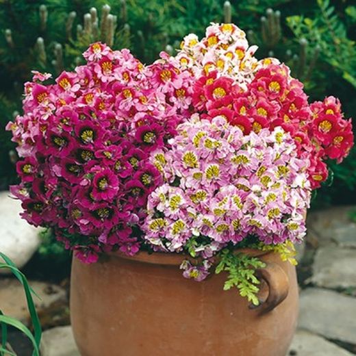 Schizanthus Wisetonensis Caja 8 uds.