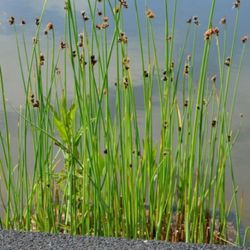 Scirpus Lacustris