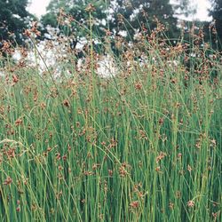 Scirpus Lacustris