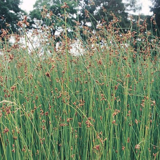Scirpus Lacustris