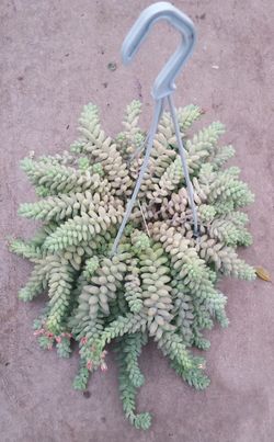 Sedum Morganianum Burrito