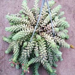 Sedum Morganianum Burrito