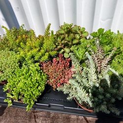 Sedum Variado Caja 15 uds.