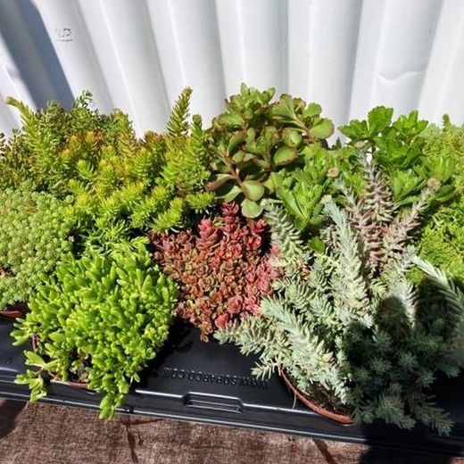Sedum Variado Caja 15 uds.