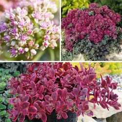 Sedum Variado Caja 15 uds.