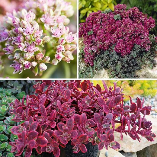 Sedum Variado Caja 15 uds.