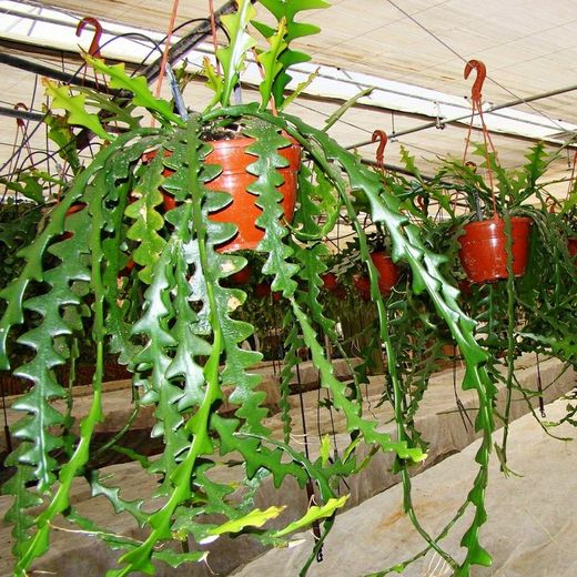Selenicereus Anthonianus