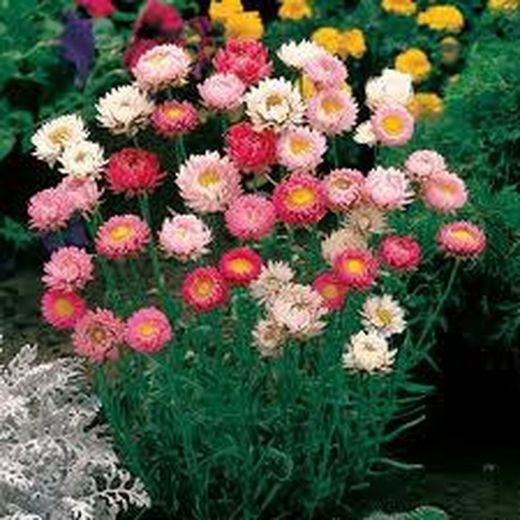 Semilla Acroclinium Gigante Doble variado