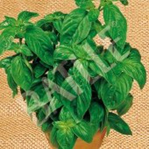 Semilla Albahaca Genovesa Bio