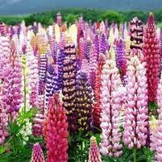 Semilla Lupinus