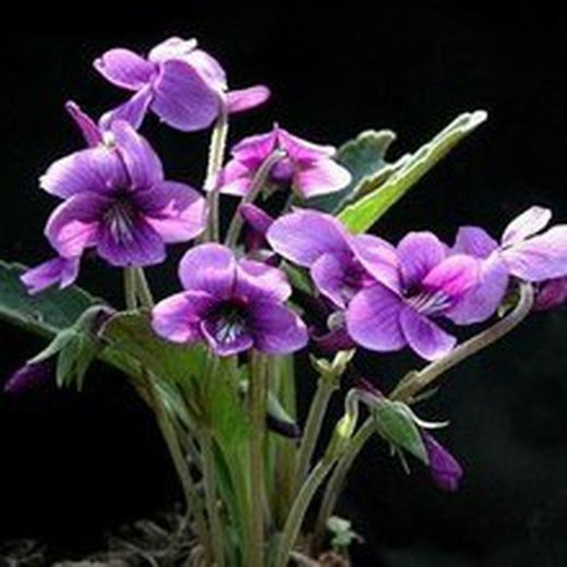 Semente violeta