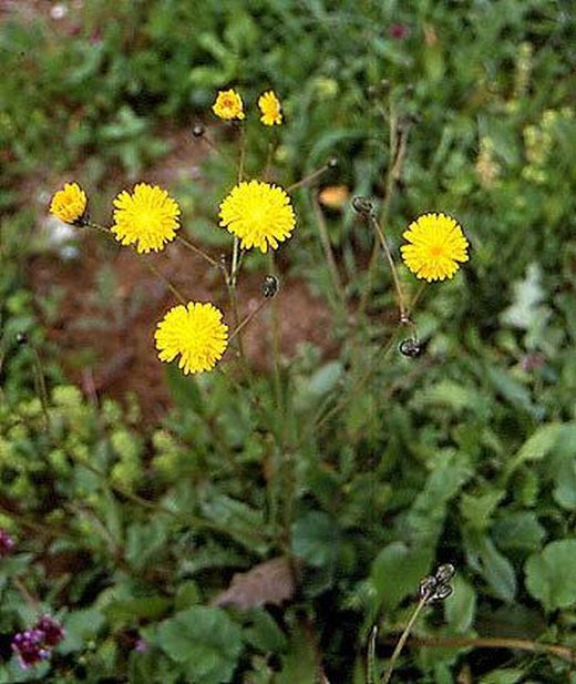 Graines de chicorée