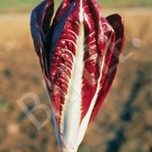 Semillas Achicorias