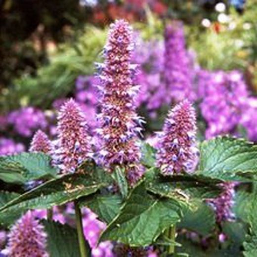 Graines d'agastache
