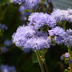 Semillas Ageratum Azul