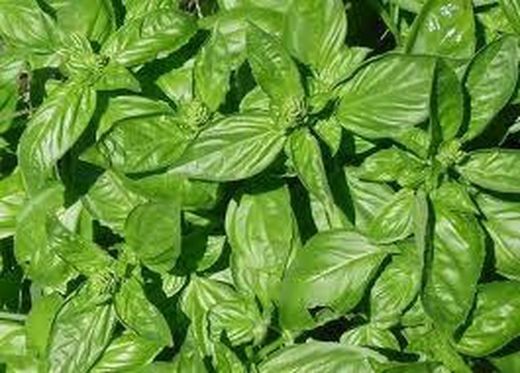 Semillas Albahaca Genovesa