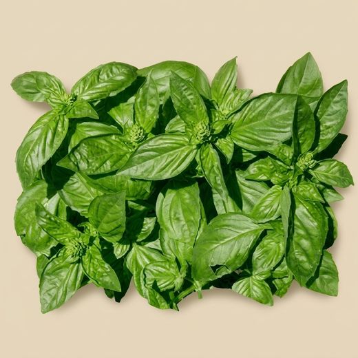 Graines de basilic génois