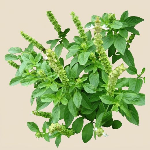 Graines de basilic citronné