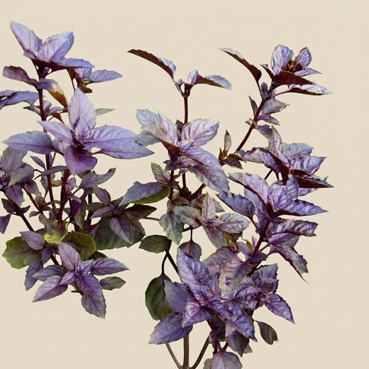 Graines de basilic violet