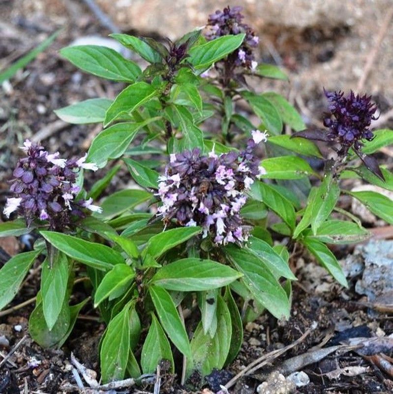 Semillas Albahaca Thai "Siam Queen