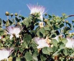 Semillas Alcaparra