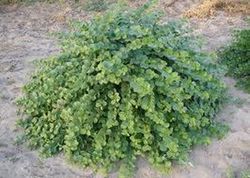 Semillas Alcaparra