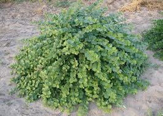 Semillas Alcaparra