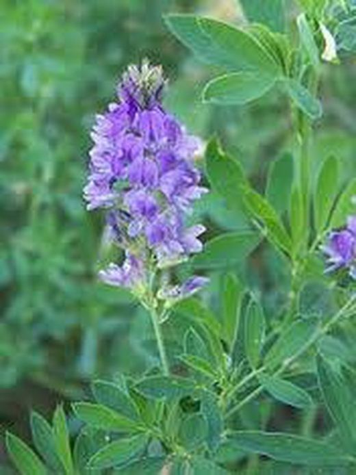Semillas Alfalfa