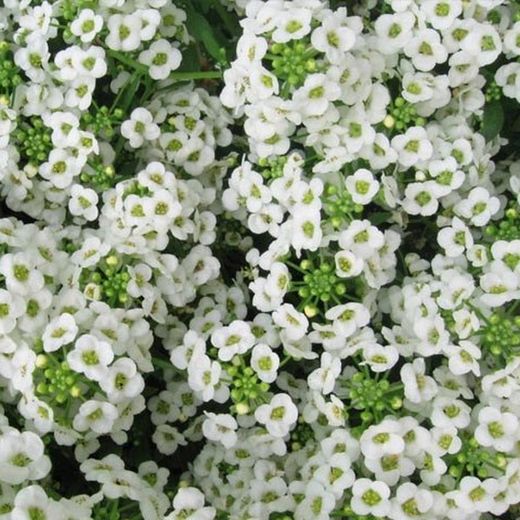 Semillas Alissum Blanco Cesta de Plata