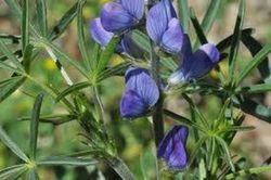 Semillas Altramuz