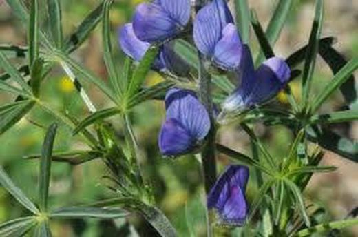 Semillas Altramuz