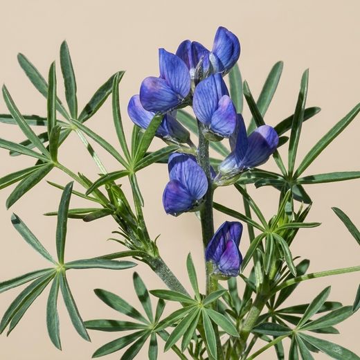Graines de lupin