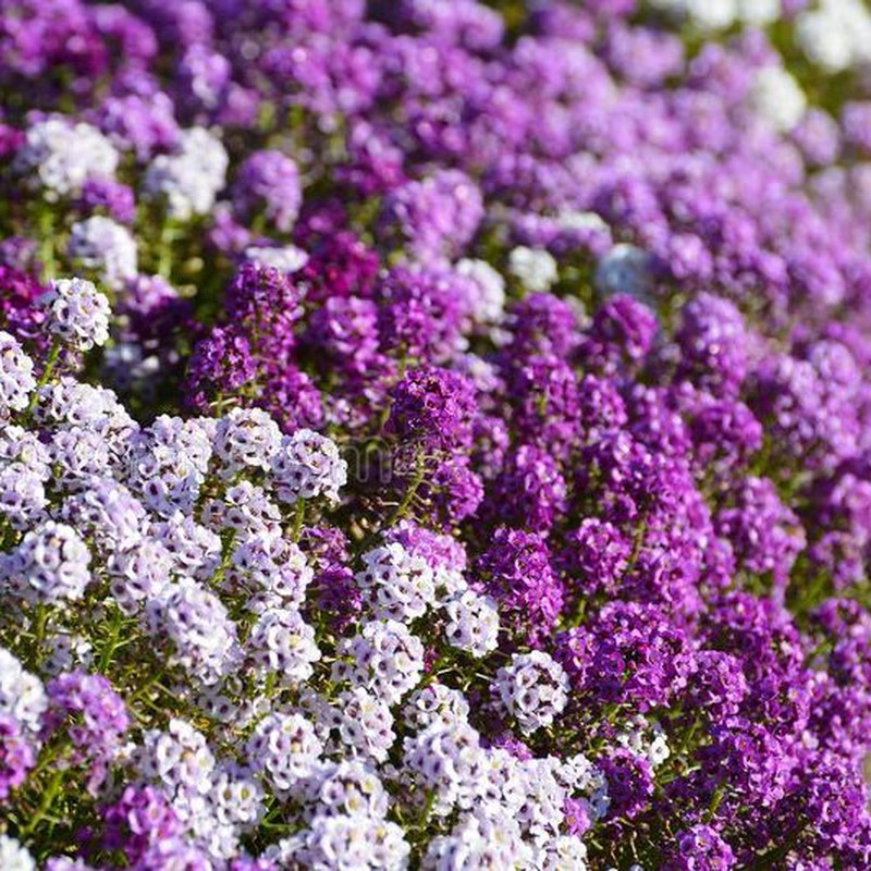 Semillas Alyssum Violeta — Floresfrescasonline