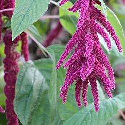 Semillas Amaranthus Cola de Zorro