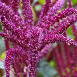 Semillas Amaranthus Cola de Zorro