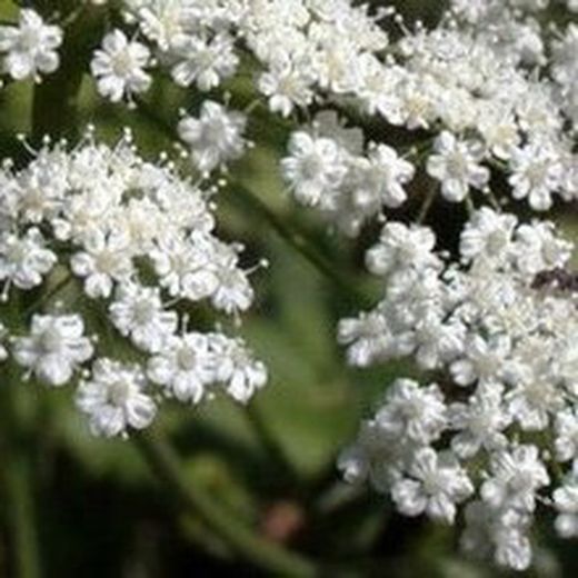 Sementes de Anis
