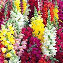 Semillas Antirrhinum