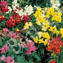 Semillas Antirrhinum